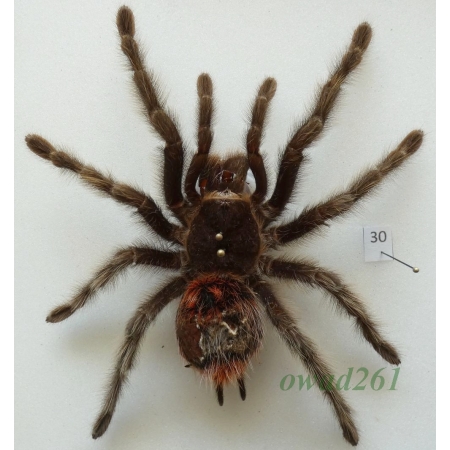 Spider ex. ovo +100mm30